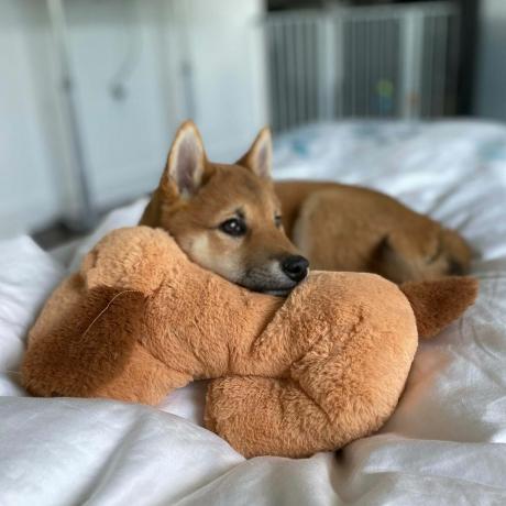 Πρωτότυπο Snuggle Puppy 