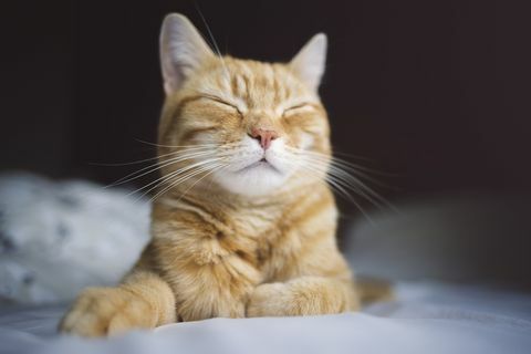 Καλή γάτα ύπνου τζίντζερ
