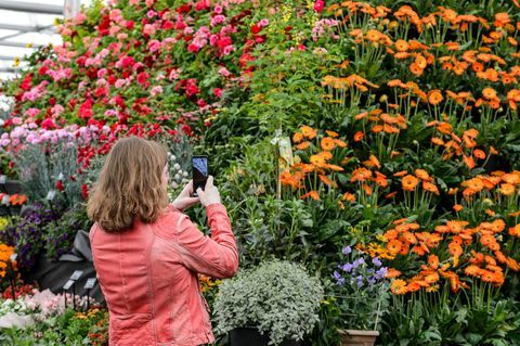 bbc gardeners world live 2019 παρευρισκόμενος σε μαρκίζες λουλουδιών που φωτογραφίζει την πυραμίδα των φυτών