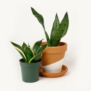 Φίδι/Sansevieria