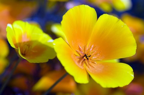 Californian Poppy - κίτρινο και πορτοκαλί λουλούδι