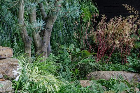 rhs chelsea flower show 2021 best show garden guangzhou China, guangzhou garden design by peter chmiel with chin jung chenjpg