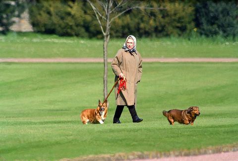 Η Βασίλισσα Ελισάβετ Β περνώντας τα σκυλιά της στο Κάστρο του Ουίντσορ