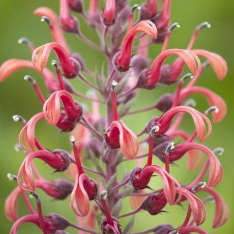 τροπικά φυτά, lobelia tupa, καπνός του διαβόλου