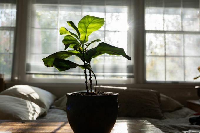 φύλλο βιολιού σύκο σε γλάστρα φυτό σπιτιών σε ξύλινο τραπέζι μπροστά από τα παράθυρα