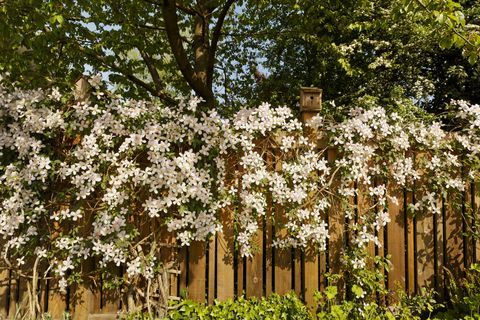 Clematis στο φράχτη