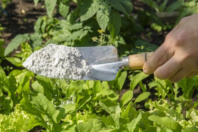 κηπουρός πασπαλίζει με γη διατόμων kieselgur σκόνη για μη τοξικό οργανικό εντομοαπωθητικό σε σαλάτα σε λαχανόκηπο, αφυδατωτικά έντομα