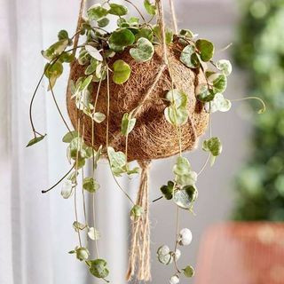 25-30cm String of Hearts | Ceropegia woodii