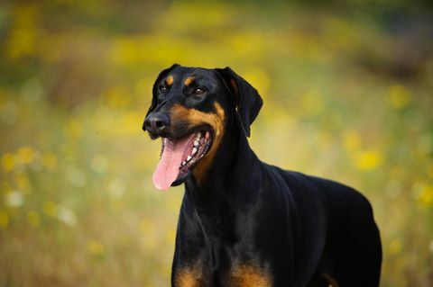 Σκύλο Doberman