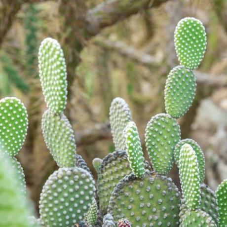 opuntia microdasys albida cactus σε έναν κάκτο, που ονομάζεται επίσης φτερά αγγέλου, κάκτος αυτιών λαγουδάκι, κάκτος λαγουδάκι ή κάκτος πουά