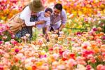 Γιατί πρέπει να επισκεφτείτε τα λουλούδια στο Carlsbad Ranch
