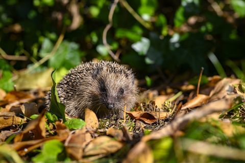 νεαρός σκαντζόχοιρος erinaceus europaeus στον κήπο ανάμεσα σε ξηρό φύλλωμα μια ηλιόλουστη φθινοπωρινή μέρα