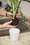 Πώς να ανακατασκευή ενός φυτού - ο καλύτερος τρόπος για να ποτίσετε ένα φυτό
