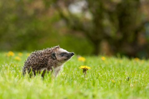 Hedgehog στο λιβάδι με λουλούδι πικραλίδα