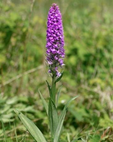 ορχιδέα νότιου έλους dactylorhiza praetermissa φυτό σε λουλούδι