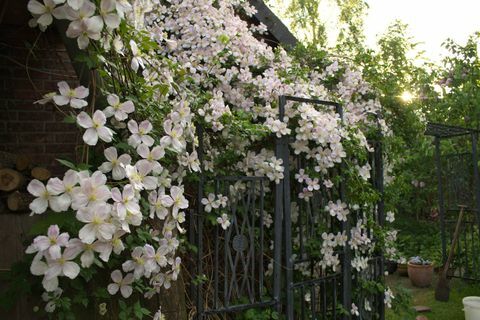 Λουλούδια Clematis - φυτά αναρρίχησης - στον κήπο