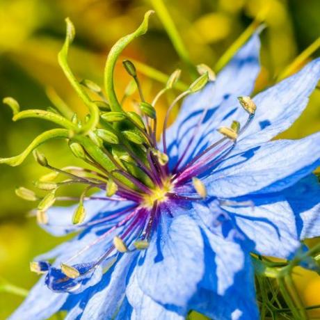 κοντινό πλάνο macro nigella ηλεκτρικό μπλε λουλούδι