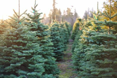 Σειρά όμορφων και ζωντανών Χριστουγεννιάτικων δέντρων