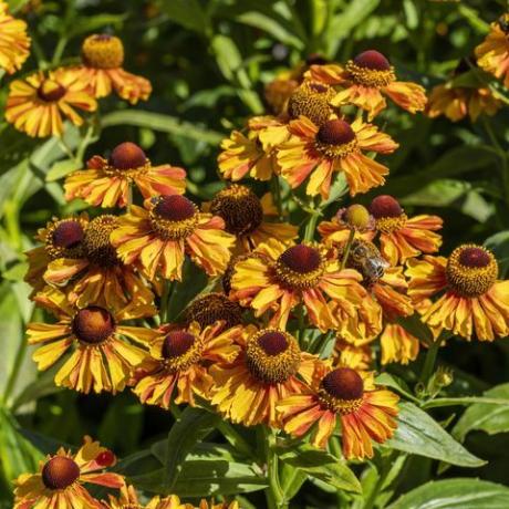 helenium autumnale «δυτικό μείγμα»