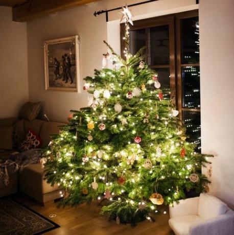 χριστουγεννιάτικο δέντρο χριστουγεννιάτικο λυρικό κουίζ