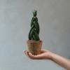 Το Dobbies πωλεί φυτά εσωτερικού χώρου σε καρύδες κοκοφοίνικα