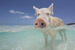 Διάσημοι χοίροι κολύμβησης στις Μπαχάμες που βρέθηκαν νεκροί μετά τους Τουρίστες τους δώσουν αλκοόλ