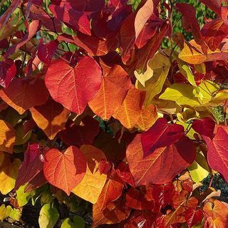 Cercis «Αιώνια Φλόγα» Judas Tree