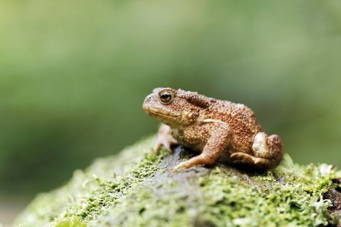 Κοινή φρύνος, Bufo bufo, ενιαίο φρύδι στο ημερολόγιο, Warwickshire