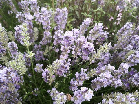 Τάσεις Floral του παλατιού του Hampton Court