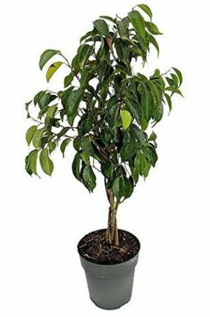 Πλεκτό δέντρο Ficus, 6 "δοχείο