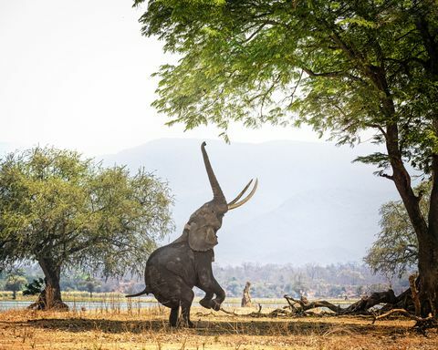 Αφρικανικός ελέφαντας Boswell σε δύο πόδια στα Mana Pools, Ζιμπάμπουε