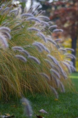 pennisetum alopecuroides hameln καλλιεργημένο σιντριβάνι από αλεπούδες που αναπτύσσεται στο πάρκο, όμορφο διακοσμητικό φθινοπωρινό μάτσο από σιντριβάνι