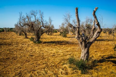 Ελαιόδενδρα επιτέθηκαν από xylella fastidiosa