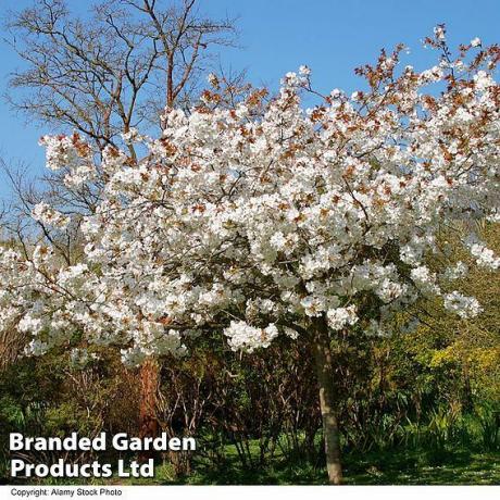 Prunus serrulata «Tai Haku»