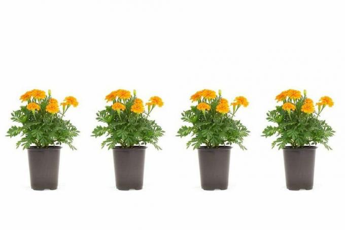 Φυτό πορτοκαλιού Marigold