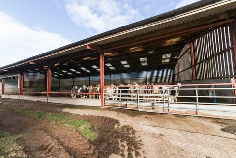 Farm Hesket - Cumbria - αγελάδες - Finest Properties