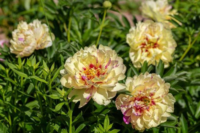 paeonia itoh hybrids 