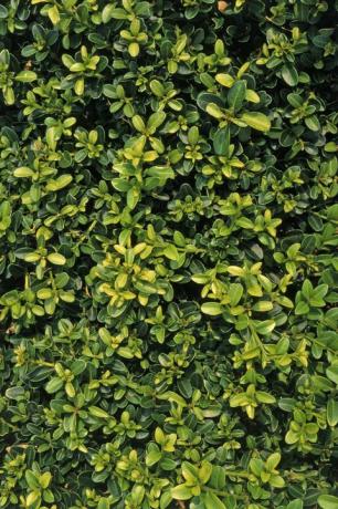 Buxus sempervirens 'Kingsville Dwarf', ποικιλία που δείχνει αφθονία φύλλων από πράσινο σε κίτρινο