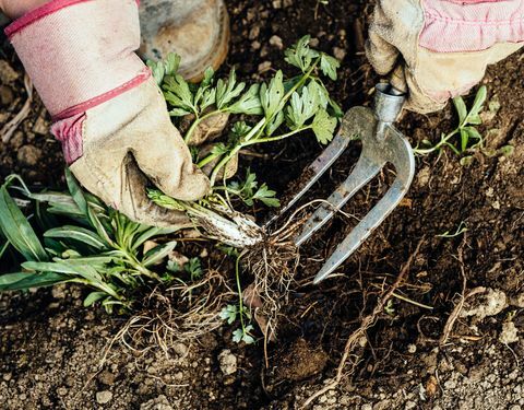 7 γρήγορες απογευματινές δουλειές για να προετοιμάσετε τον κήπο σας για την άνοιξη
