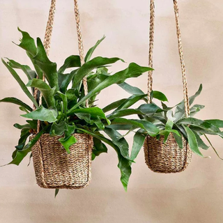 Sangdi Seagrass Hanging Planter