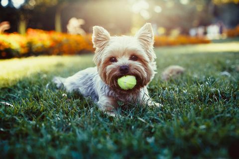 Όμορφη yorkshire terrier παίζοντας με μια μπάλα σε ένα χόρτο