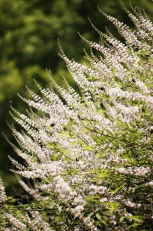 Το Buddleia σε πλήρη άνθιση