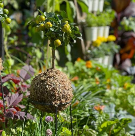 μεγαλώνει λαχανικά σηκωθεί και μεγαλώσει εδώδιμος κήπος, φεστιβάλ κήπου στο παλάτι του Χάμπτον Κορτ 2021