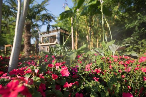 Το "B & Q Bursting Busy Lizzie Garden" - το RHS Hampton Court Palace Flower Show 2018