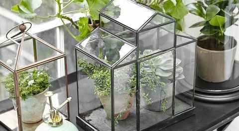 φυτά εσωτερικού χώρου-terrarium