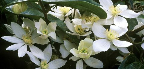 ορειβάτης-clematis-armandii