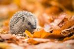 Hedgehog Hotspots στο Λονδίνο αποκαλύφθηκε