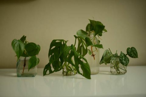 μοσχεύματα πράσινων φυτών σε γυάλινα βάζα με νερό