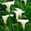 Τα καλύτερα φυτά λευκών λουλουδιών: Φύτευση λευκού περιγράμματος ή λευκού κήπου