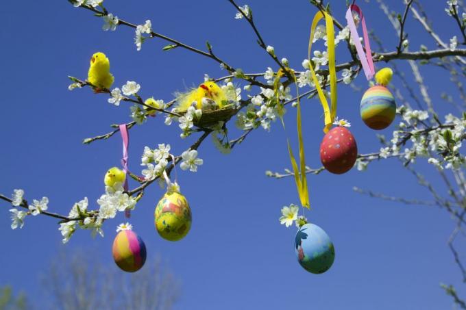 Πασχαλινά αυγά και νεοσσοί παιχνιδιών σε κλαδί δέντρου